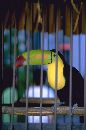  (330Wx500H) - Tucan Better than One 