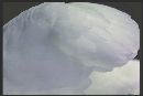  (750Wx500H) - Duck Feather Sleepy Hollow 