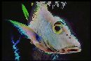  (750Wx500H) - Fish National Geographics Dive Israel Sharem El Shek 