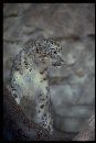 (333Wx500H) - Grrr 