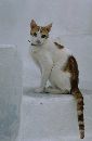 Cat (325Wx500H) - Cat spotted on a sailing trip around the Greek Islands 
