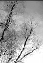  (338Wx500H) - Wissahicin Reflection 