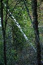  (500Wx750H) - If a tree falls in the Alaska woods... 