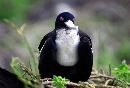  (680Wx460H) - Albatros - Galapagos - 2002 
