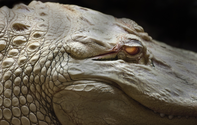 Download White Gator (679Wx430H)