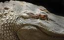 White Gator (679Wx430H) - White Gator - 2009 