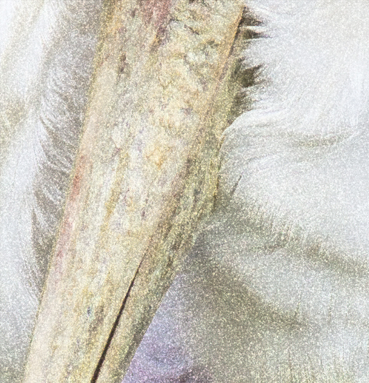 Download Detail of Bird (531Wx550H)