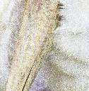 Detail of Bird (531Wx550H) - Detail of Bird - 2008 