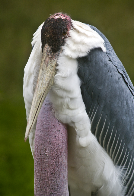 Download Bird 1 (444Wx650H)