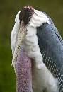Bird 1 (444Wx650H) - Bird 1 - 2008 