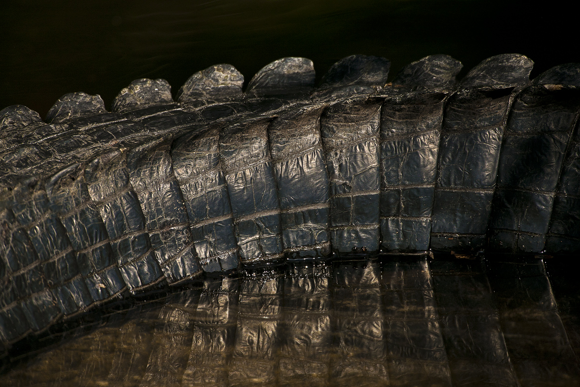 Download Alligator Tail (1170Wx780H)
