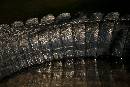 Alligator Tail (1170Wx780H) - Alligator Tail - Alligator Farm - 2010 