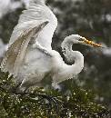 Angel Wings Too (842Wx900H) - Angel Wings Too - Amelia Island - 2010 