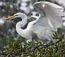 Angel Wings (910Wx800H) - Angel Wings - Amelia Island - 2010 