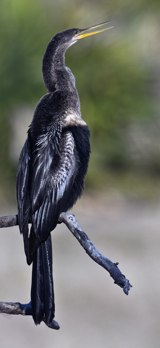 Download Anhinga - Green  (553Wx1200H)
