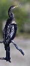 Anhinga - Green  (553Wx1200H) - Anhinga - Green Background - Amelia Island - 2010 