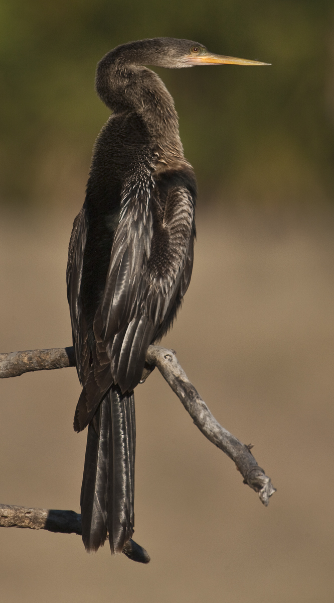 Download Anhinga Perching (666Wx1200H)