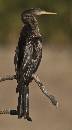 Anhinga Perching (666Wx1200H) - Anhinga Perching - Amelia Island - 2010 