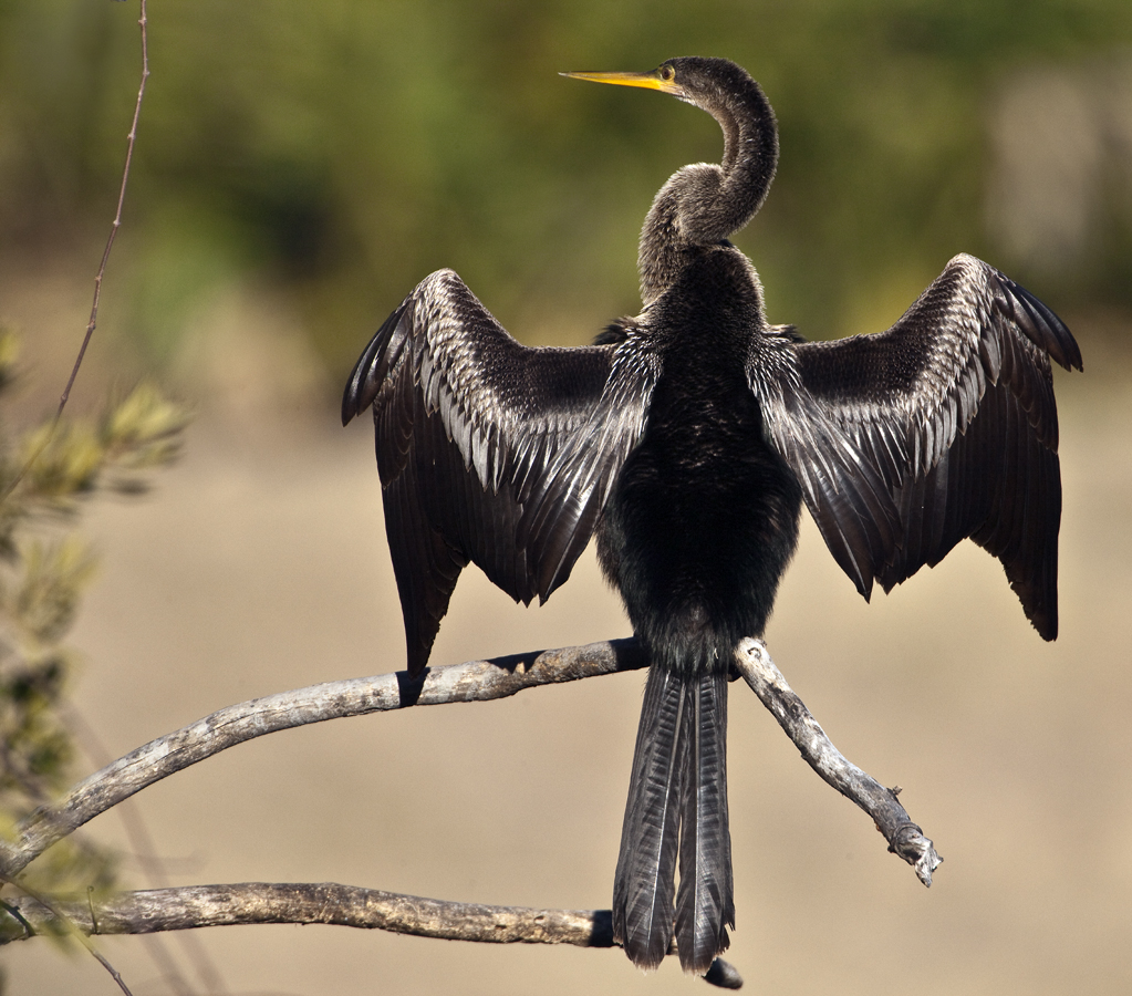 Download Anhinga Wings Spread (1023Wx900H)