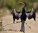 Anhinga Wings Spread (1023Wx900H) - Anhinga Wings Spread - Amelia Island - 2010 