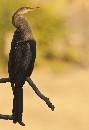 Anhinga at Sunset (826Wx1200H) - Anhinga at Sunset - Amelia Island - 2010 
