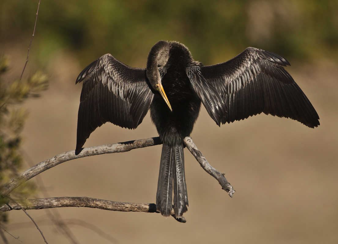 Download Anhinga  (1105Wx800H)
