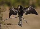 Anhinga  (1105Wx800H) - Anhinga - Amelia Island - 2010 