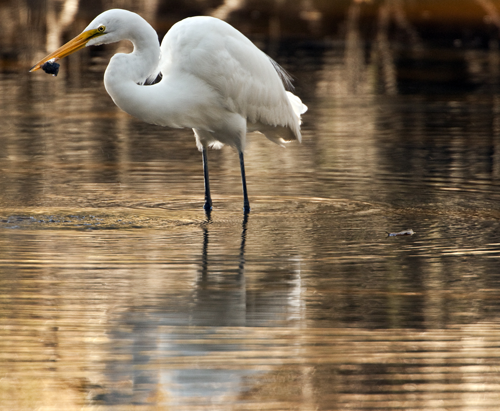 Download Appitizer (973Wx800H)