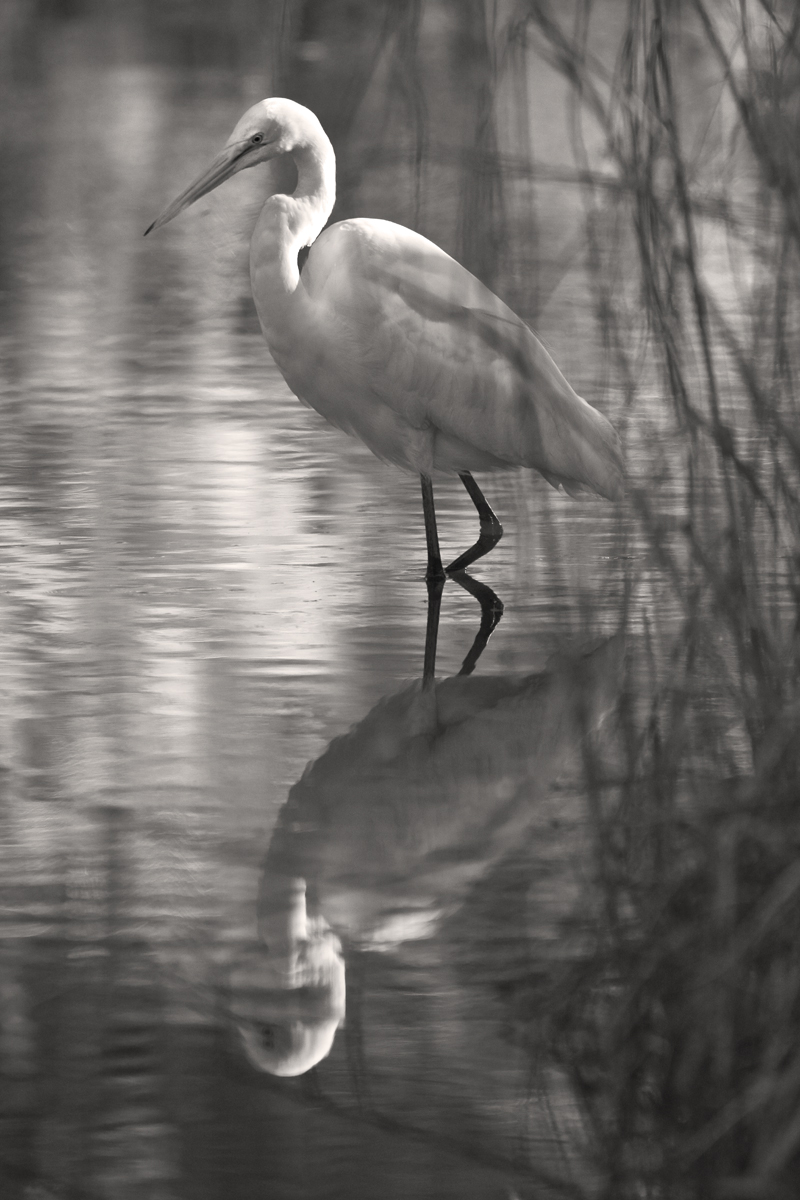 Download As Night Falls B&W (800Wx1200H)