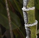  (483Wx475H) - Bamboo at Monet's Home 