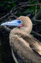  (450Wx679H) - Galapogos Islands - 2002 