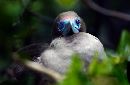  (670Wx437H) - Bird in Tree - Galapagos - 2002 