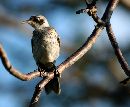  (600Wx492H) - Bird on Branch - Galapagos - 2002 