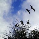  (537Wx531H) - Birds In Flight - Galapagos 2002 