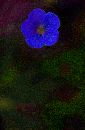  (469Wx720H) - Blue Flower, Cape May 2002 
