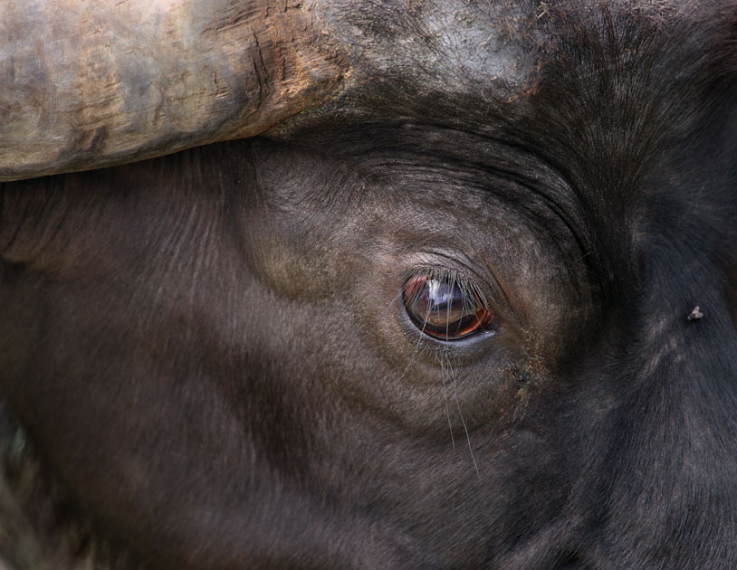 Download Bull  (814Wx630H)