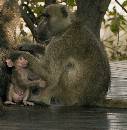 Baboons on Porch (976Wx1000H) - Baboons on Porch - Africa - 2010 