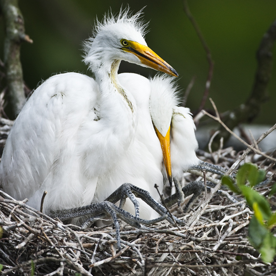 Download Baby Birds 3 (551Wx550H)