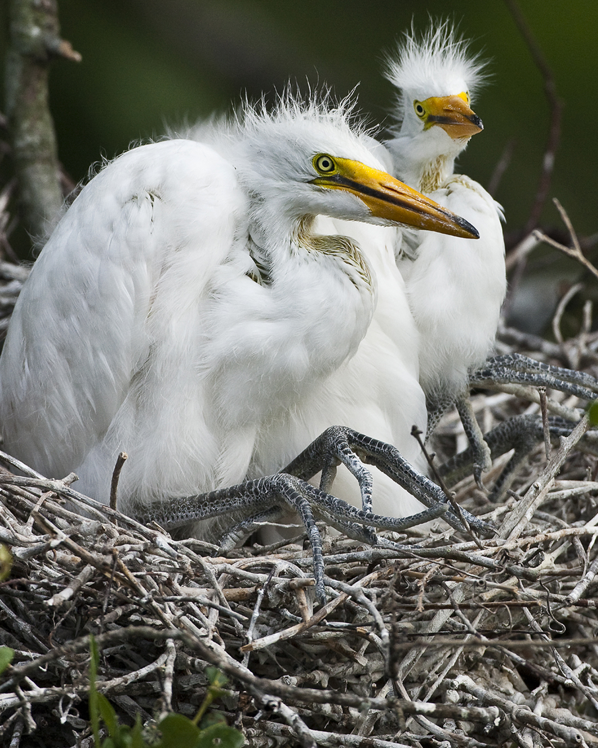 Download Baby Birds 5 (1232Wx1540H)