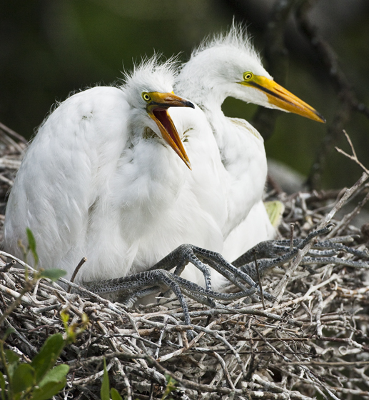 Download Baby Birds 6 (517Wx560H)