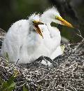 Baby Birds 6 (517Wx560H) - Baby Birds - Alligator Farm - 2009 