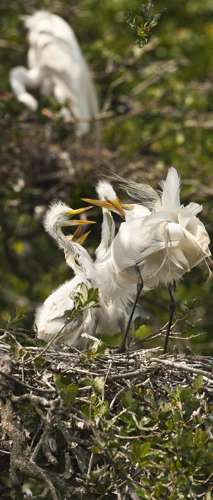 Download Baby Birds Fighting (684Wx1600H)