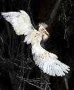 Baby Egret Wings (904Wx1100H) - Baby Egret Wings Spread - Amelia Island - 2010 