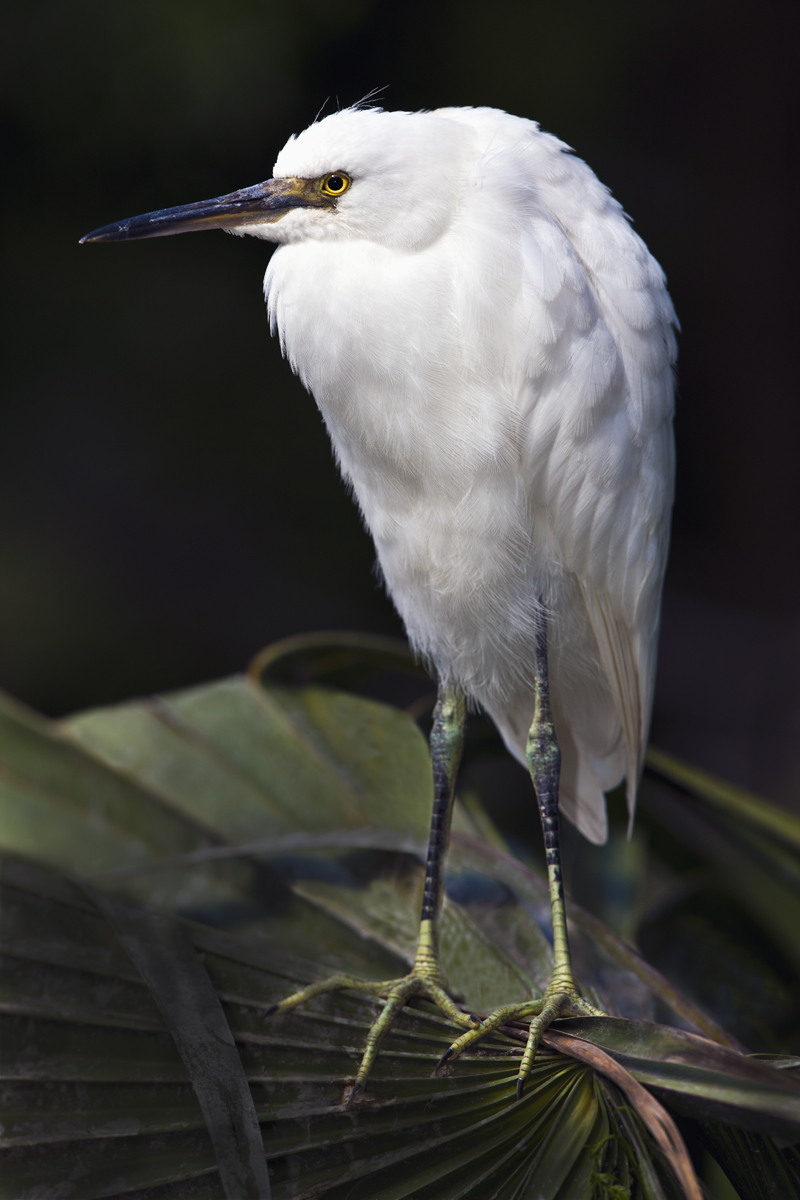 Download Baby Egret Leaves (800Wx1200H)