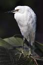Baby Egret Leaves (800Wx1200H) - Baby Egret on Leaves - Amelia Island - 2010 