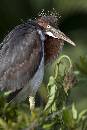 Baby Heron (800Wx1200H) - Baby Heron - Amelia Island - 2010 