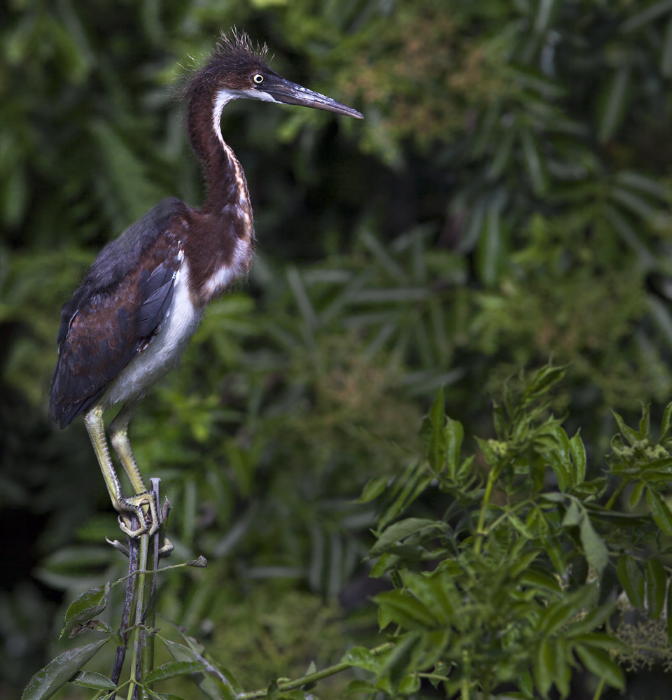 Download Baby Heron 2 Perchin (960Wx1000H)