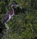 Baby Heron 2 Perchin (960Wx1000H) - Baby Heron 2 Perching - Amelia Island - 2010 