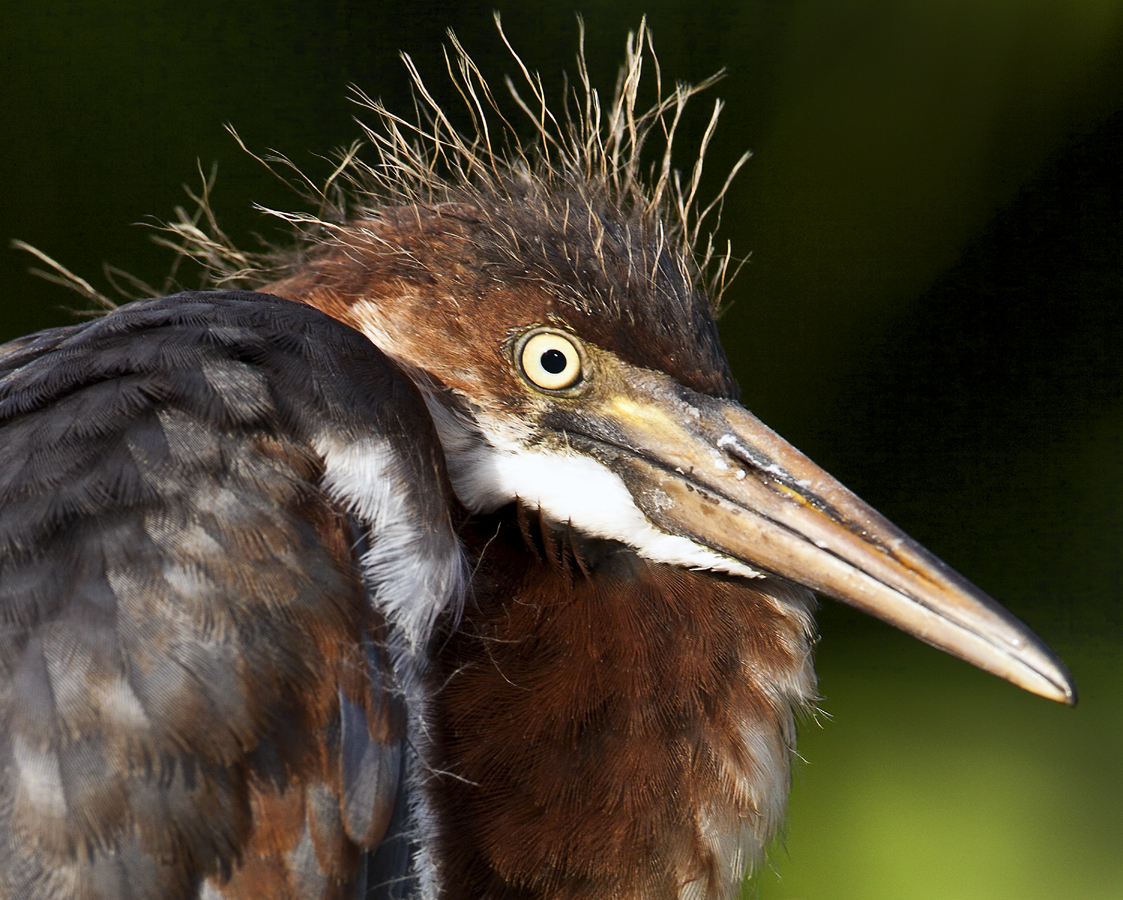 Download Baby Heron Up Close (1123Wx900H)