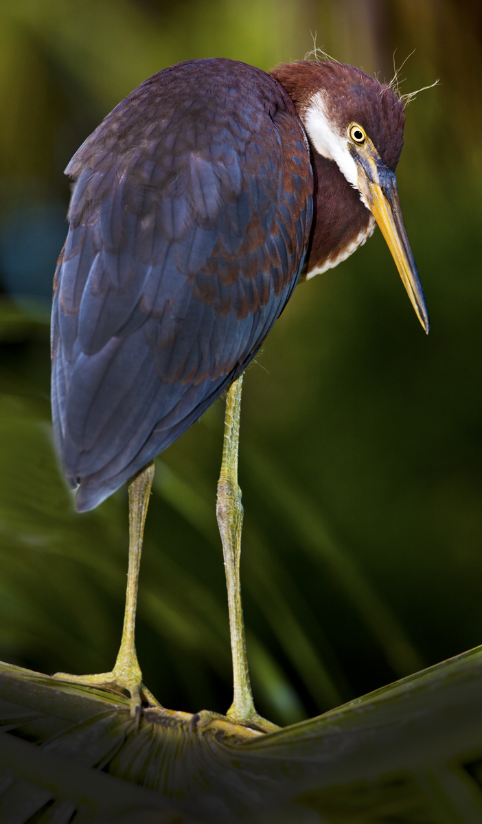 Download Baby Heron Looking  (702Wx1200H)